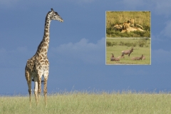 Africa-2