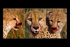 Africa-3-a