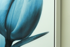 Tulip-w-frame
